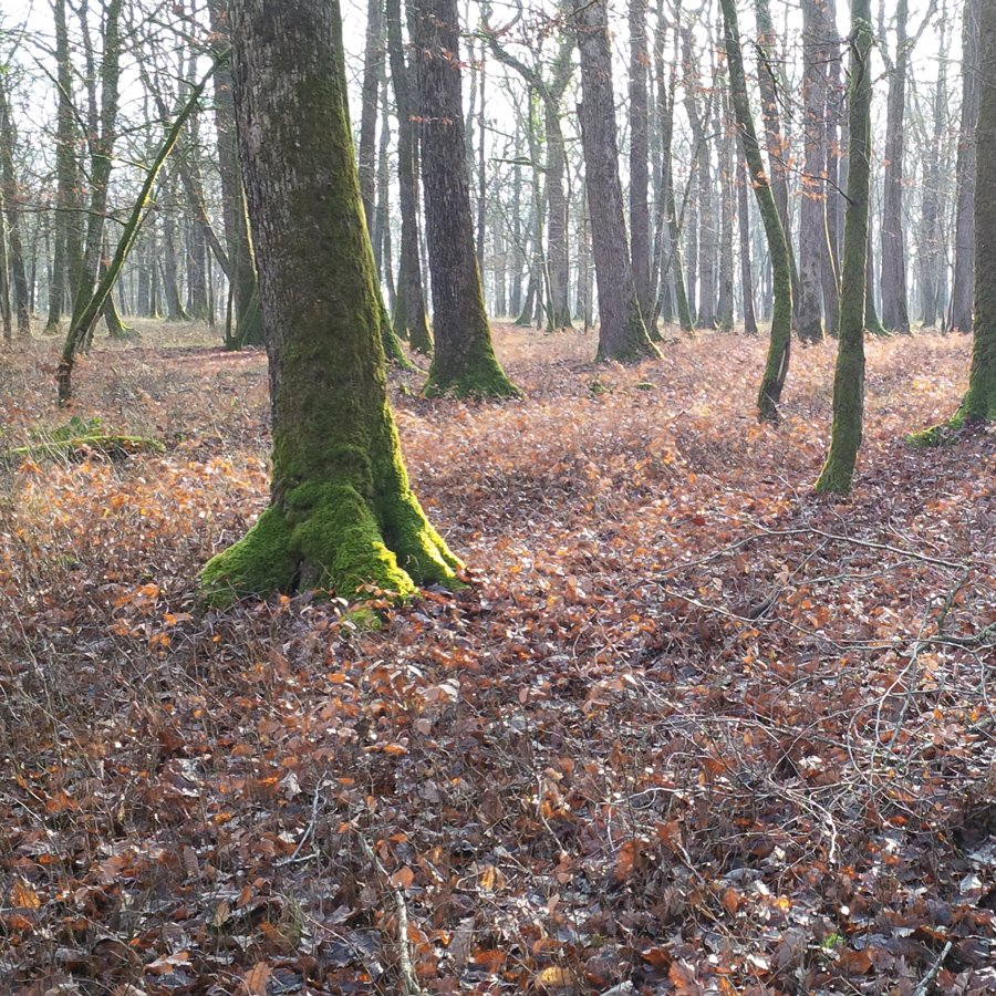 Vittel Forest