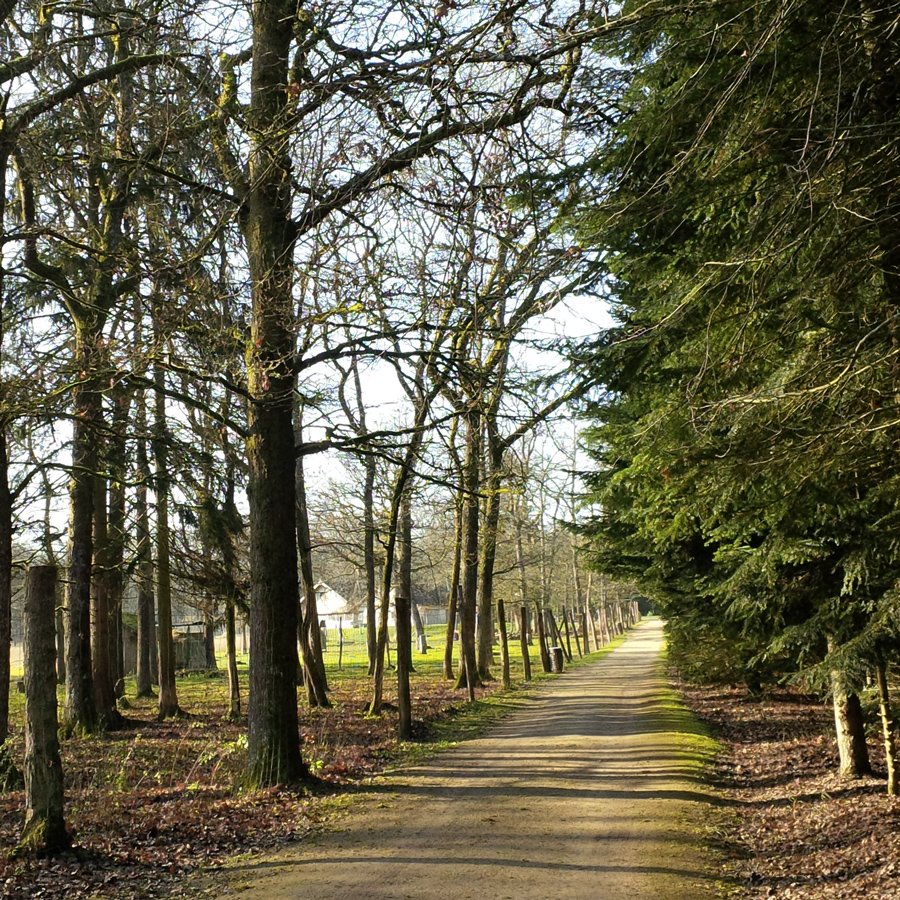 Vittel Forest