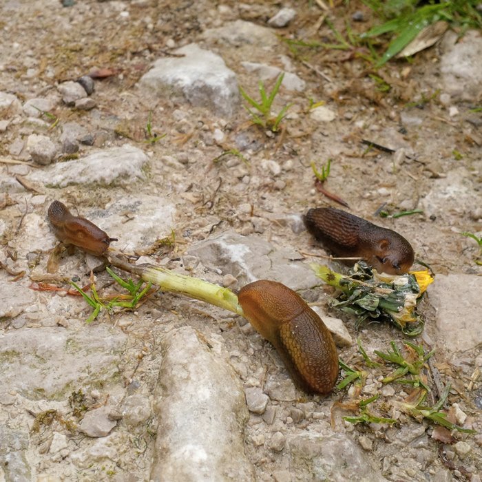 Slugs
