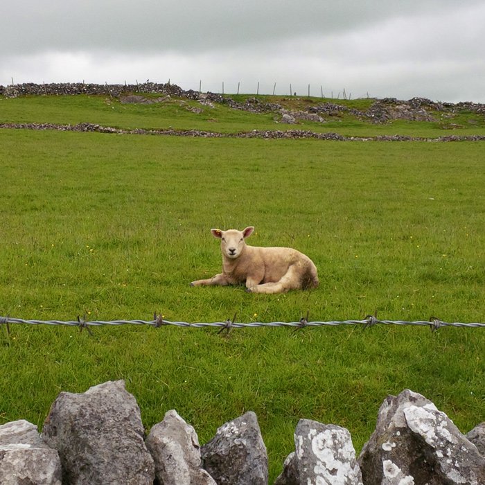 Young Sheep